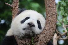 熊猫吃瓜挨打视频,网络热议引发伦理反思