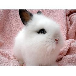 宠物兔可以吃贝贝瓜吗视频,宠物兔的新鲜美味选择？