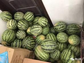 玉山吃瓜比赛视频播放全集,全民狂欢，瓜王争霸战精彩回顾