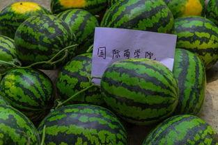 长沙学院小视频吃瓜,校园瓜田里的趣味瞬间