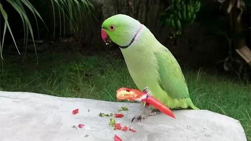 鹦鹉可不可以吃梨瓜呢视频,揭秘鹦鹉可否享用梨瓜美味