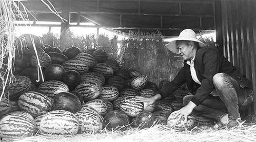 任城吃瓜群众事件视频,一场网络舆论的风暴与反思