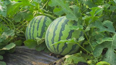 永年圆圆吃瓜视频,揭秘娱乐圈幕后故事