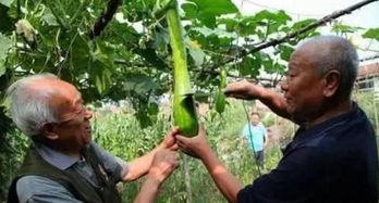 农民二哥吃瓜最新视频,揭秘田间地头的热辣趣闻