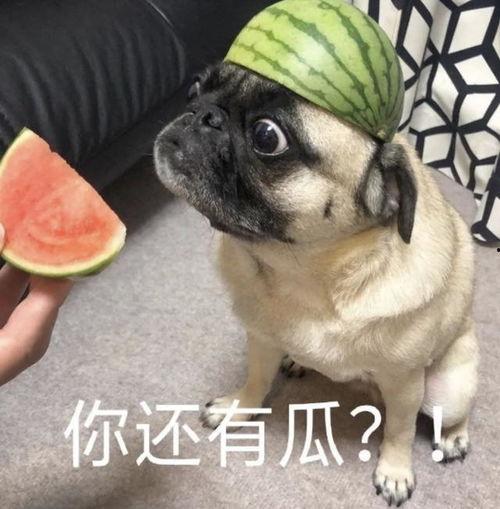 吃瓜表情包西瓜视频大全,吃瓜表情包欢乐集结