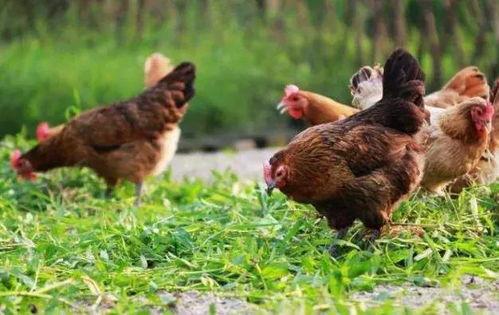 鸭鹅吃不吃毛瓜呢视频讲解,鸭鹅对毛瓜的喜爱与食用指南