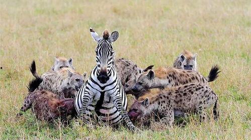 张扬斑马吃瓜视频下载,趣味横生的动物日常瞬间
