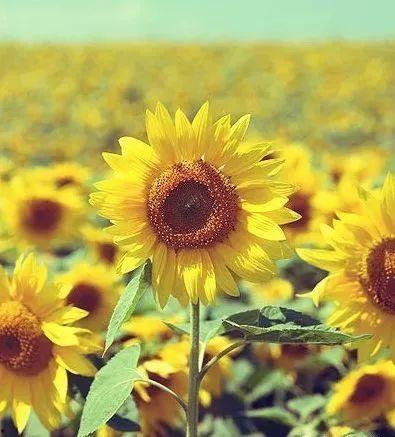 吃瓜博主向日葵视频在线观看,在线观看向日葵视频，带你领略娱乐热点