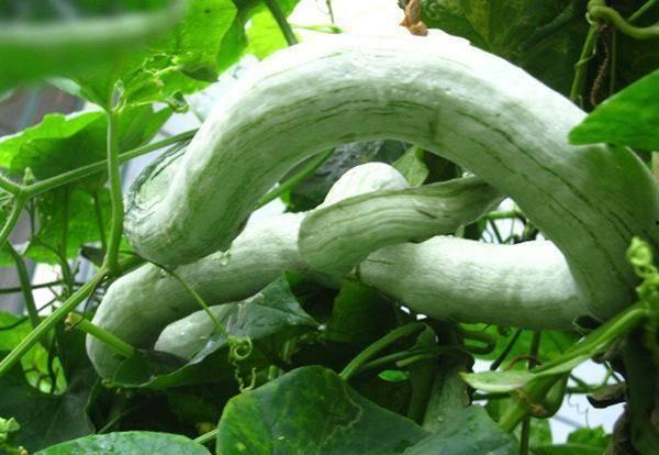 印度女人吃蛇瓜视频大全,揭秘蛇瓜美食之旅