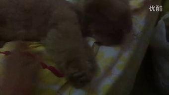 少爷小姐吃瓜视频,娱乐圈幕后风云录