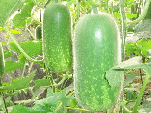 小浪哥吃佛手瓜视频大全,小浪哥带你品尝佛手瓜美味瞬间