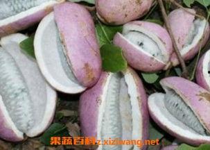 皇后吃八月瓜视频大全在线观看,视频大全带你领略美味瞬间