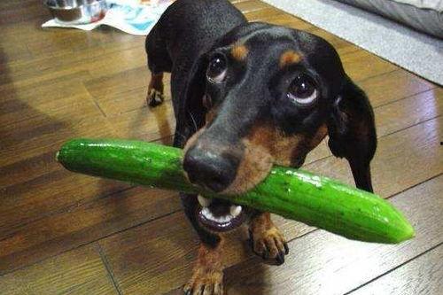 吃瓜白狗视频在线观看免费,带你领略欢乐时光