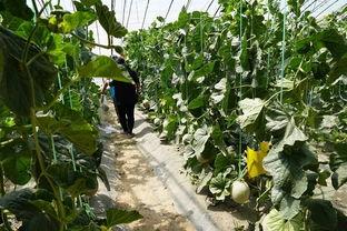 群众吃野瓜视频真实,揭秘群众野外采摘的欢乐时光