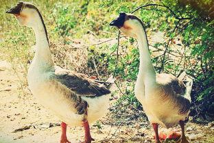 鹅吃大瓜叶子好不好呢视频,鹅吃大瓜叶子的益处与注意事项