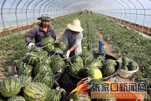 河北定州凤翔园吃瓜视频,夏日消暑新风尚