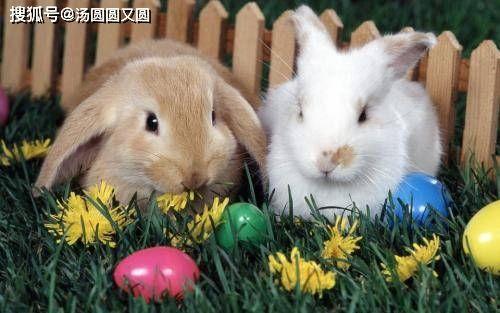 兔子吃瓜拉稀怎么办视频,兔子拉稀瓜食过量应对攻略