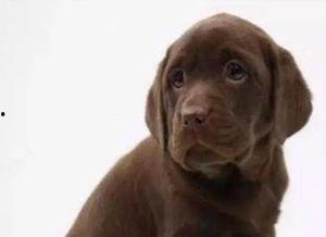 幼犬可以吃籽瓜吗图片视频,营养与注意事项揭秘