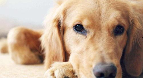 金毛吃瓜直播视频,萌态十足引网友爆笑