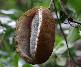 吃没有籽的八月瓜好吗视频