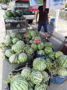 浙江公园吃瓜事件视频,一场引发热议的公共行为争议