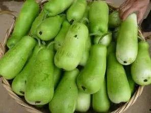 葫芦瓜能喂羊吃吗视频