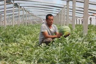 部队群众吃瓜视频,部队群众欢乐时光的温馨瞬间