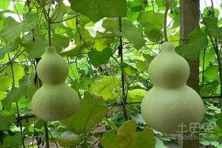 出苗的葫芦瓜可以吃吗视频