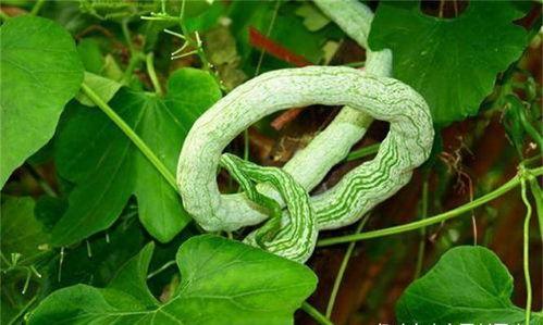 外国人吃蛇瓜叫声视频,揭秘神秘食材挑战